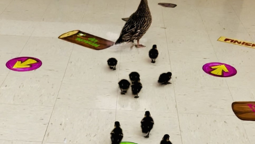 Watch: Family of ducks take a tour through elementary school - Vimarsana News