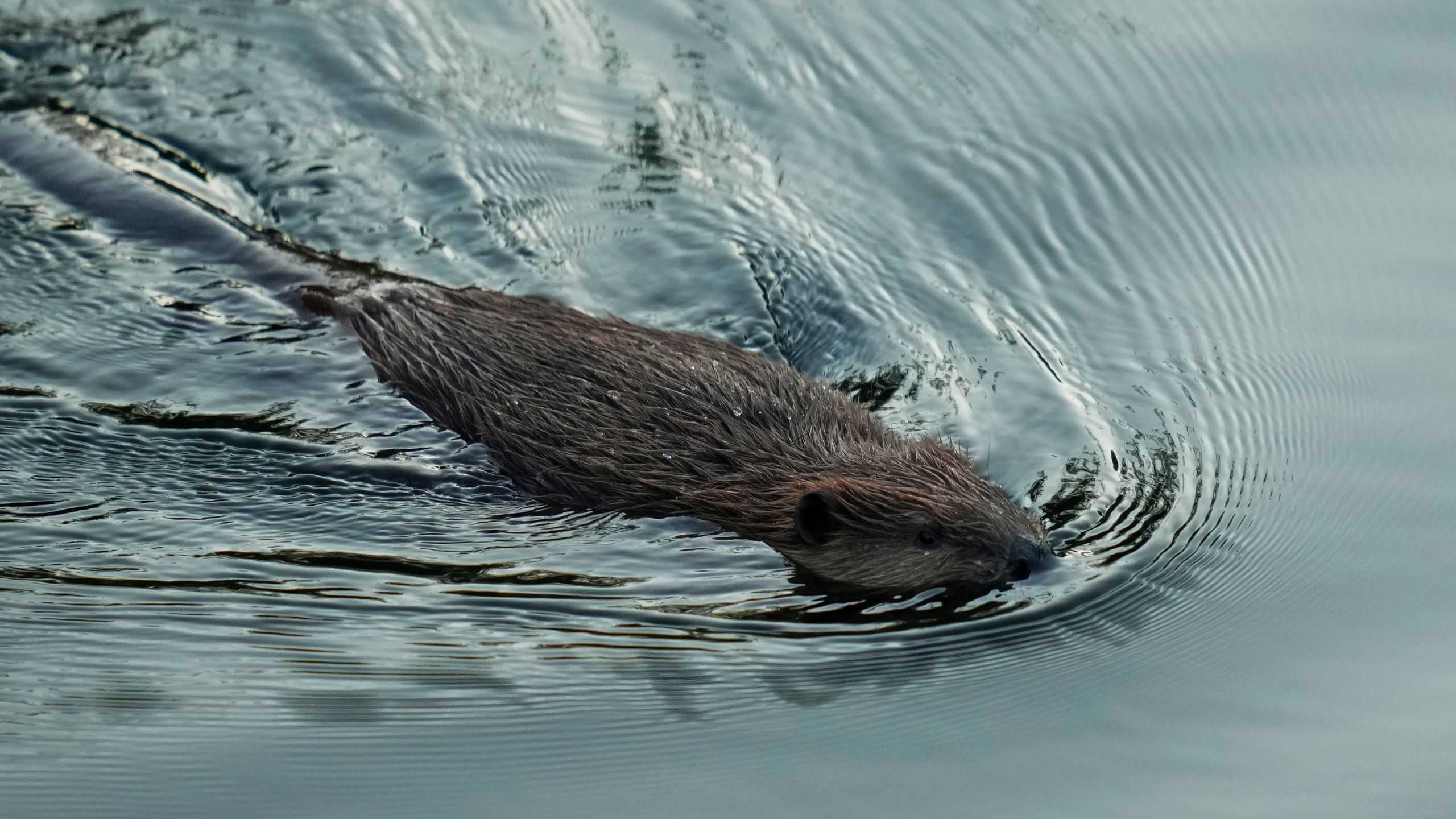 California aims to tap beavers, once viewed as a nuisance, to help with water issues and wildfires - Vimarsana News