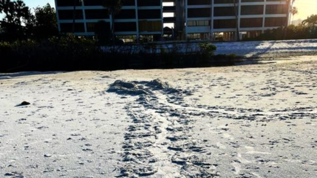 Mother sea turtles arrive at Fort Myers Beach - Vimarsana News