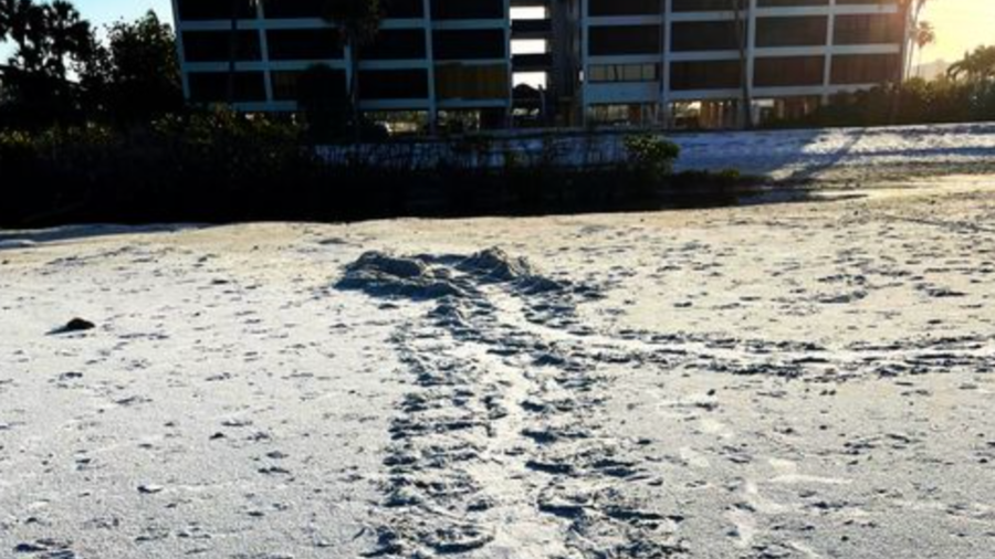 Fwc Releases Sea Turtle Nesting Totals Across Florida 