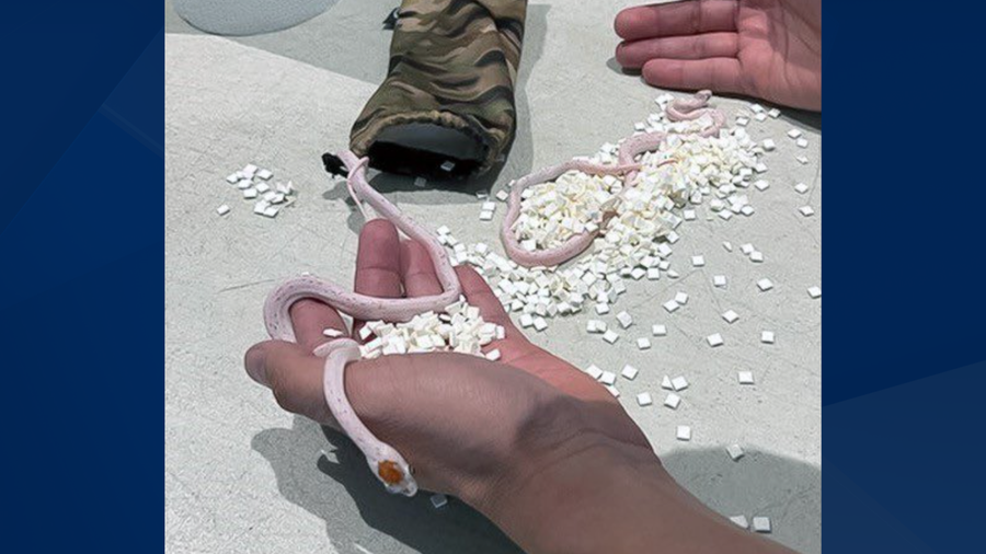 Man attempts to board flight with snakes in his pants