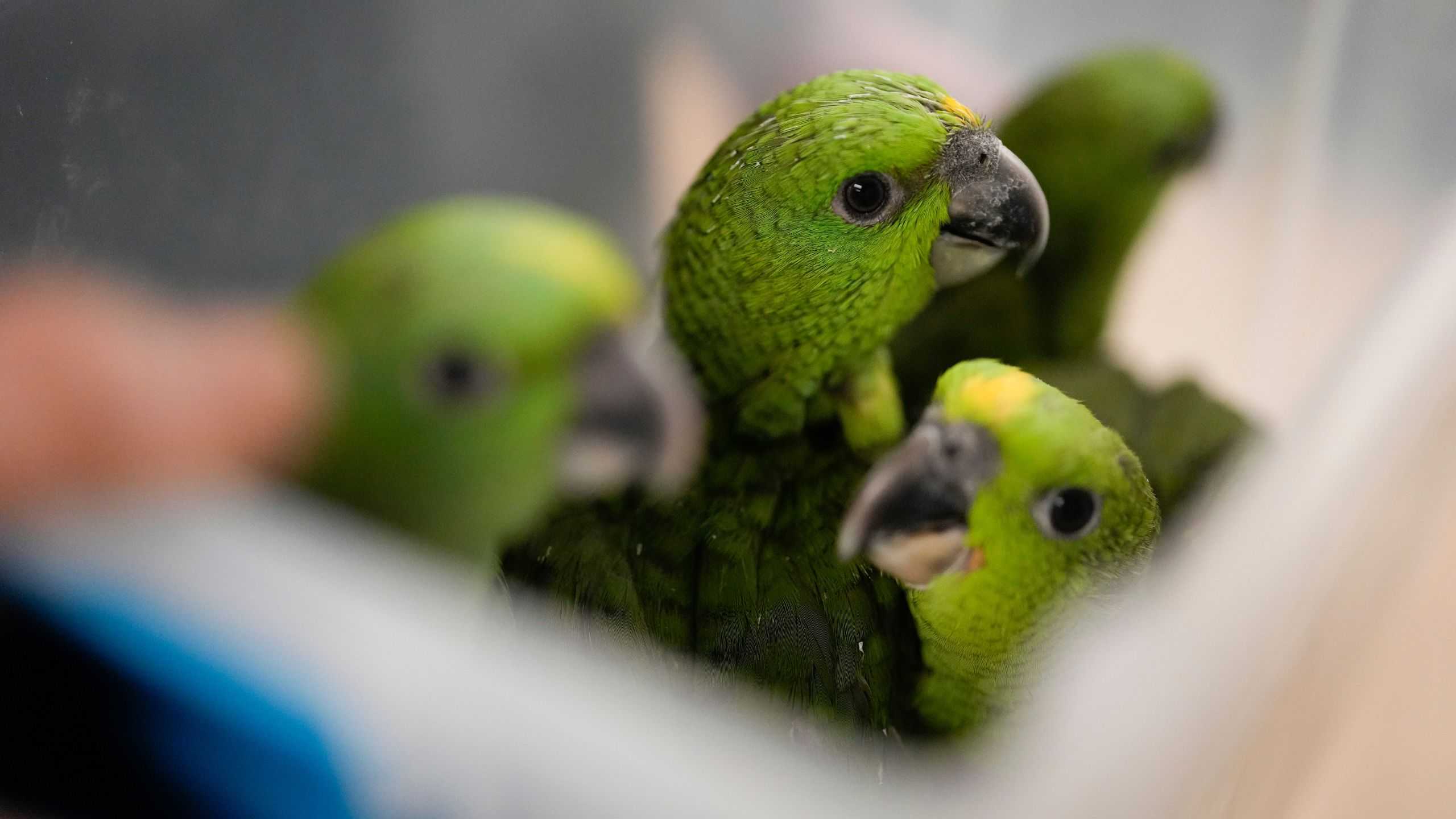 Chirping sounds lead airport officials to bag filled with smuggled parrot eggs - Vimarsana News