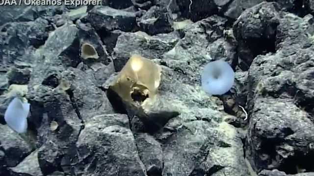 Mysterious golden orb found on ocean floor﻿ - Vimarsana News