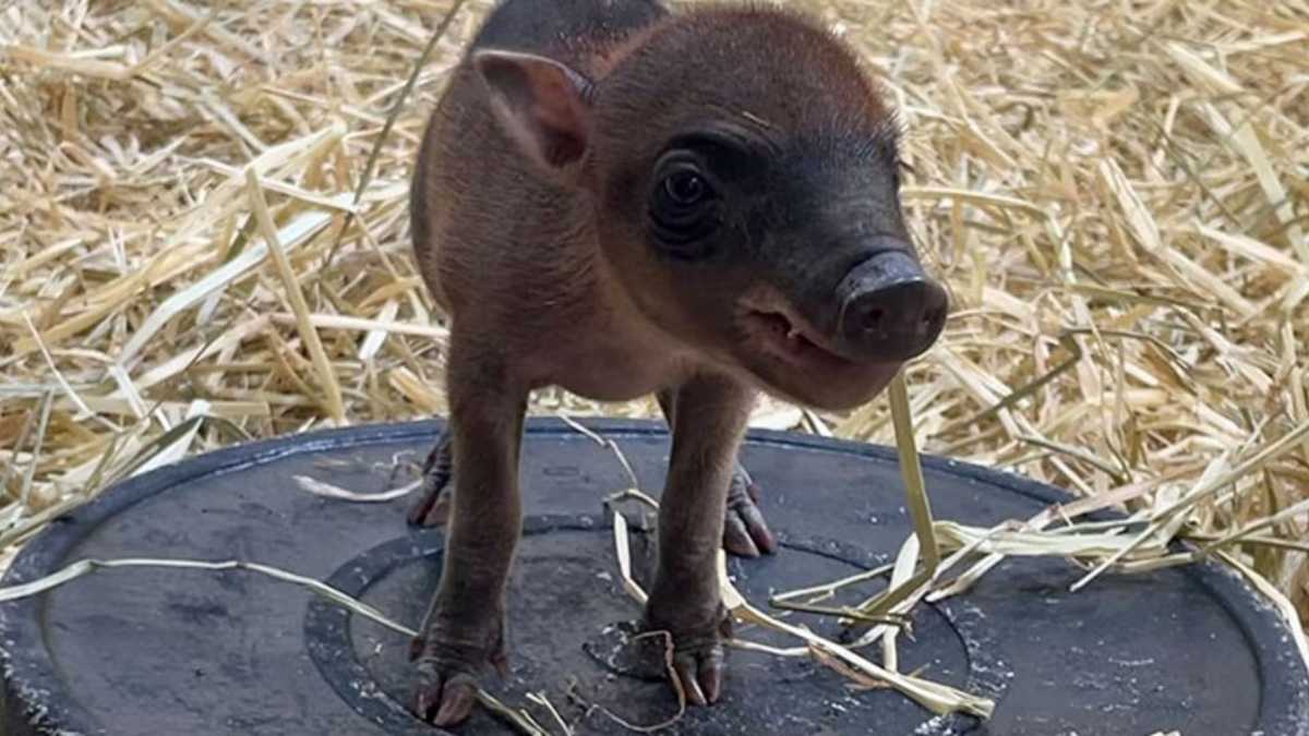 baby babirusa