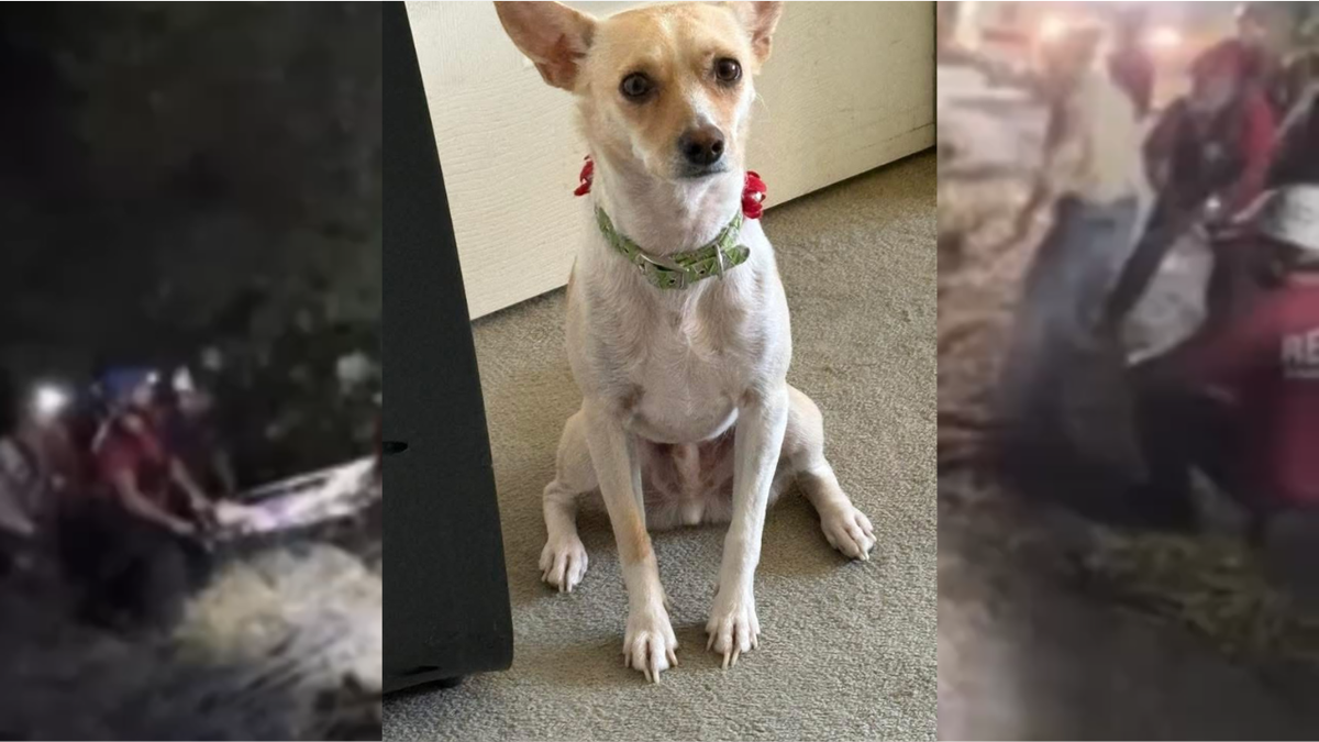 Hero dog who led rescuers to missing California woman is missing