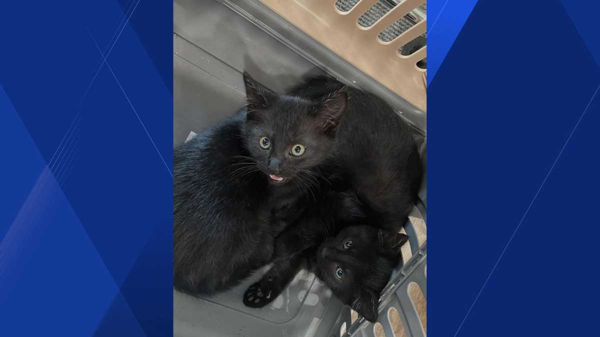 Fort Myers police find 2 kittens abandoned in hotel lobby