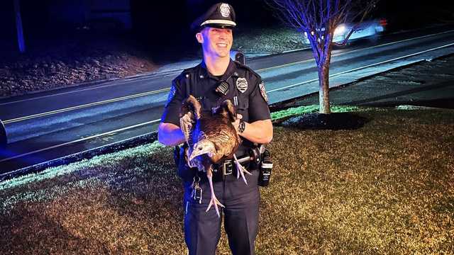 Turkey flies into Massachusetts home through third-floor window - Vimarsana News