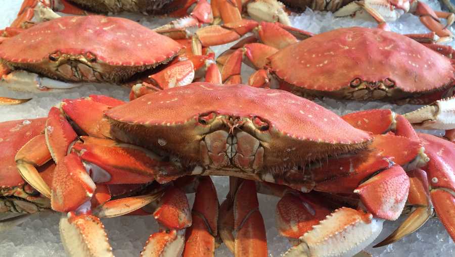Recreational Crab Season to open Saturday in Monterey