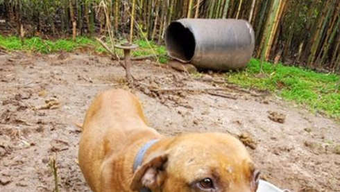 150-plus dogs seized in Georgia dog fighting investigation