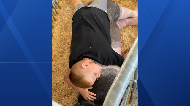 Cuteness! Boy takes nap with brother's 4-H hog at the Iowa State Fair - Vimarsana News