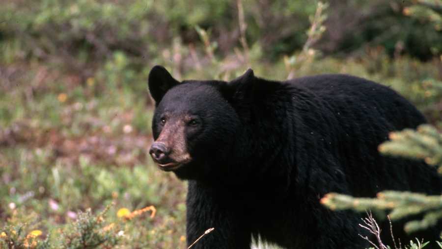 file photo of an american black bear standing in the woods