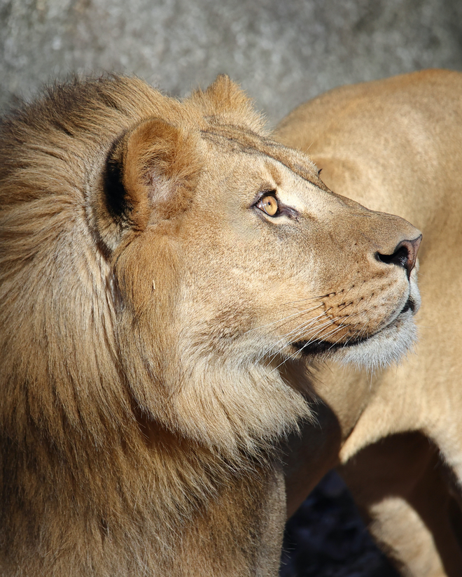 North Carolina Zoo announces addition of new lion Haji