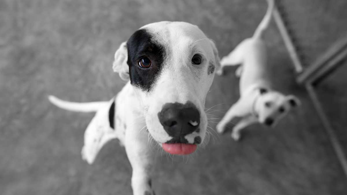 Forsyth county animal shelter remains closed until inspection