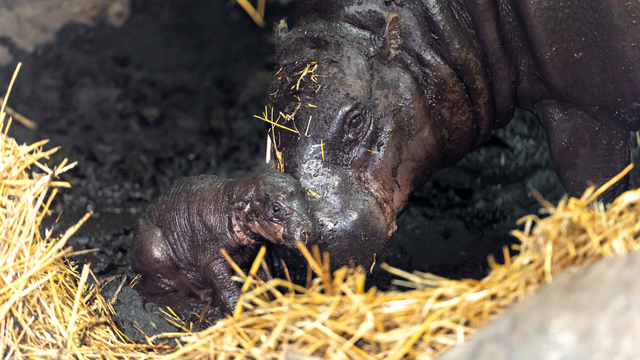 North Carolina: Rare pygmy hippo born in Greensboro - Vimarsana News