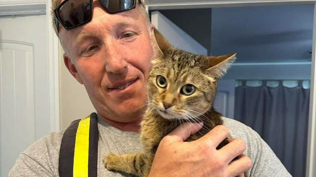North Carolina: Curious cat trapped in newly renovated bathroom - Vimarsana News
