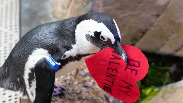 Audubon Aquarium Backstage Penguin Pass A Valentines Experience For Animal Lovers Audubon Aquarium Backstage Penguin Pass A Valentines Experience For Animal Lovers