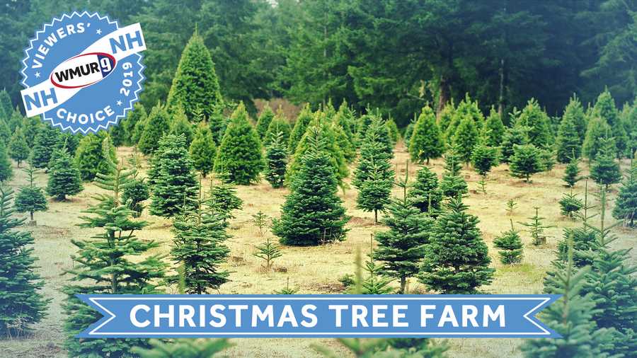 Viewers' Choice 2019 Best Christmas tree farm