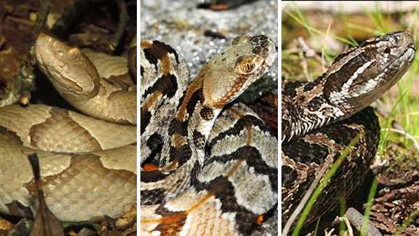different types of non poisonous snakes