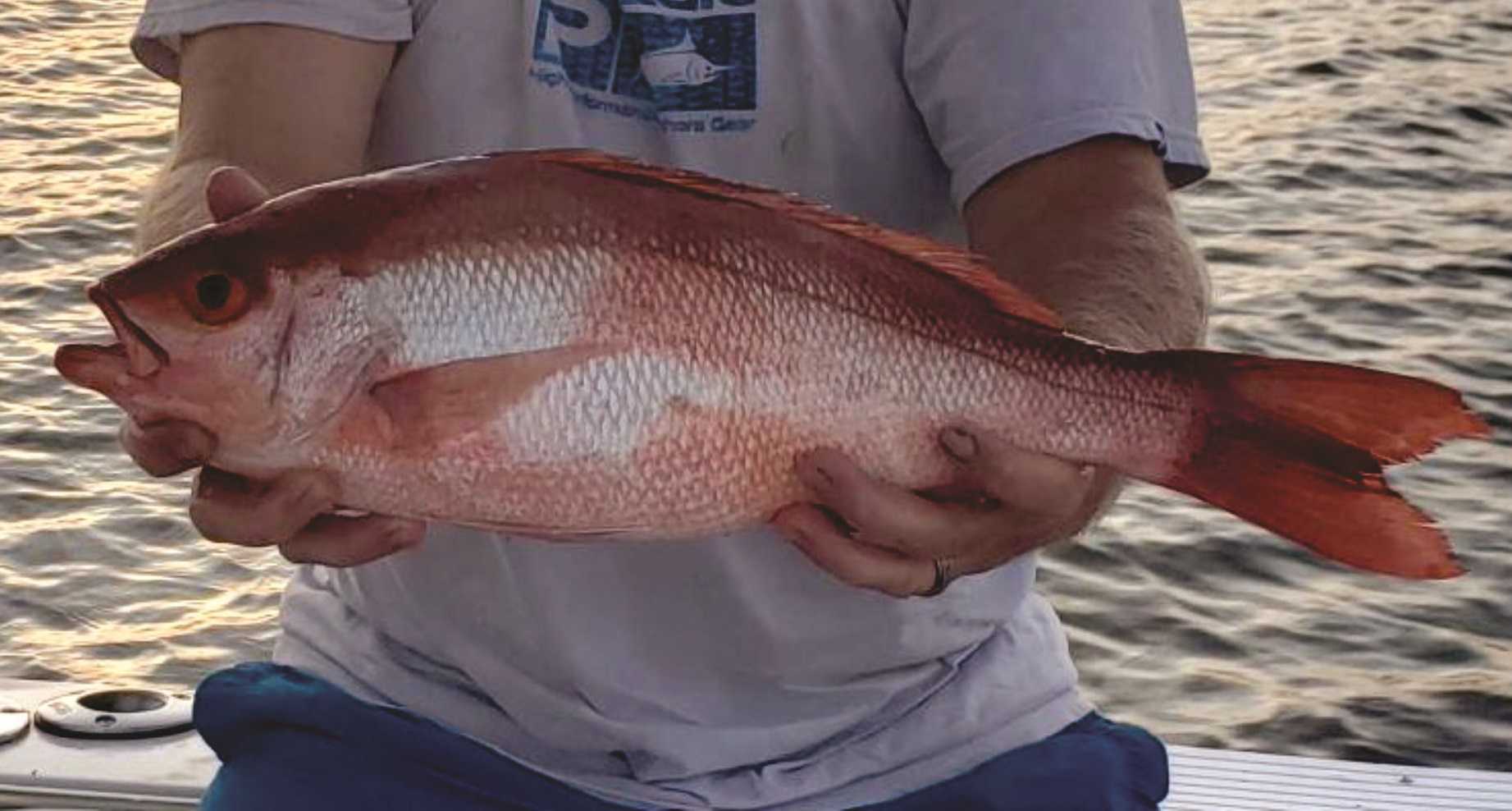 Guyton Man Reels In Record-setting Vermilion Snapper