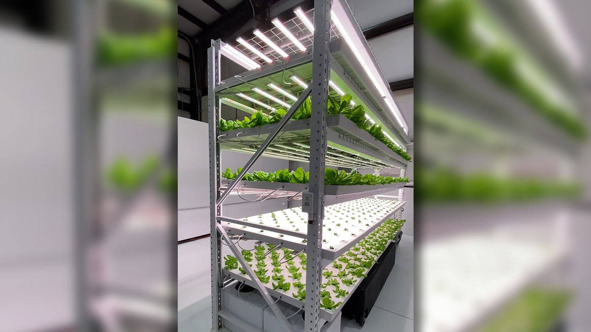 First vertical farm inside a U.S. prison to open at a South Carolina women’s facility