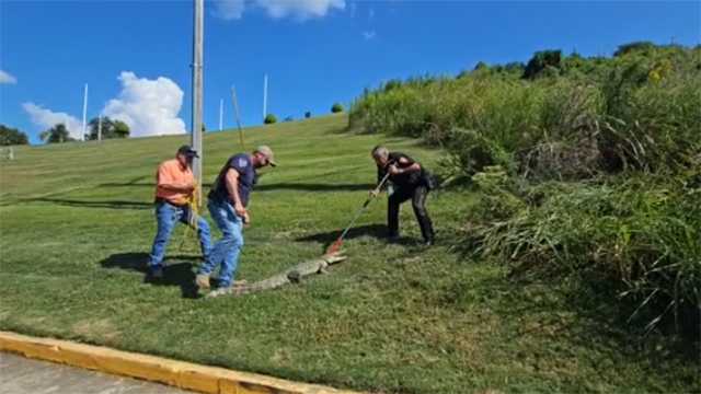 Alligator Captured Outside Vicksburg Casino