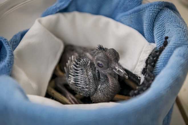 Victoria-crowned&#x20;pigeon&#x20;chick&#x20;in&#x20;February