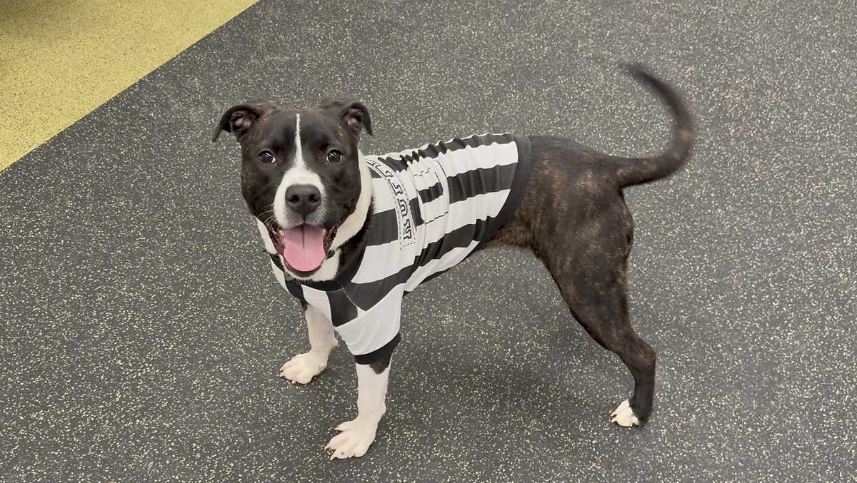 Ready for her forever home: Meet Victory, the Nebraska Humane Society's pet of the week