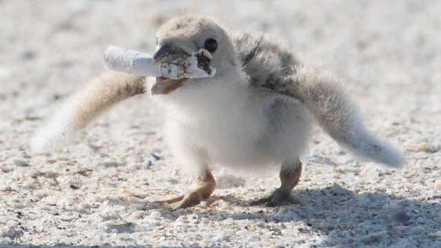 Photographer captures bird feeding cigarette butt to chick at Florida beach