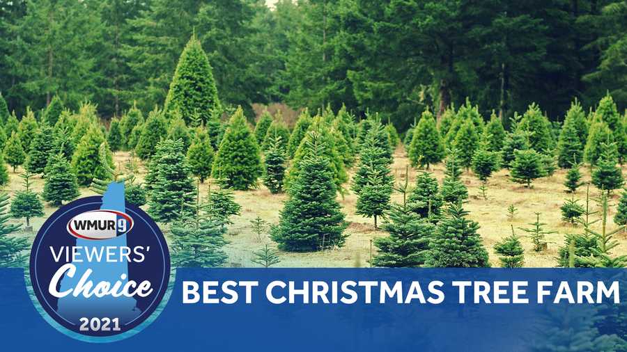 NH best Christmas tree farm of 2021