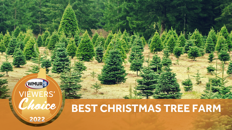 What's the best Christmas tree farm in New Hampshire?