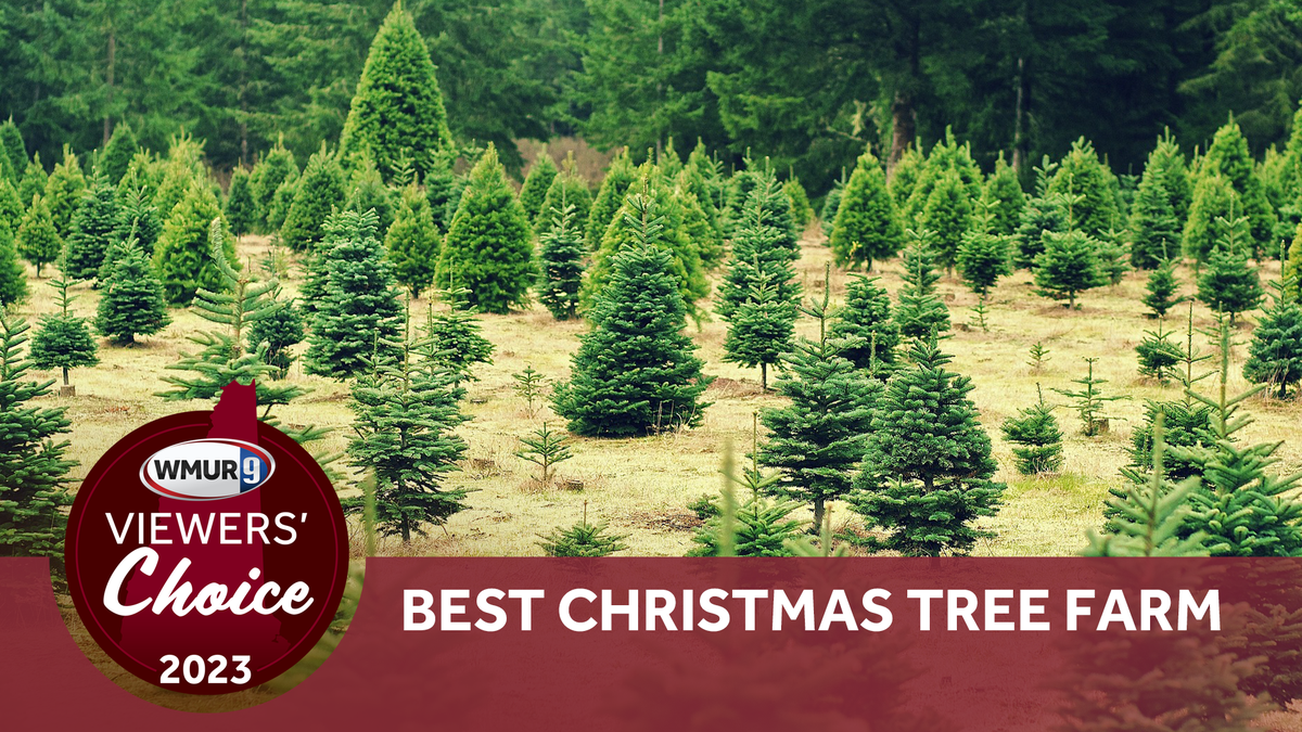 New Hampshire's best Christmas tree farms of 2023