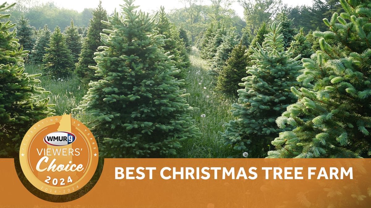 New Hampshire's best Christmas tree farms of 2024