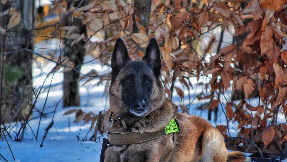 Retired Vermont State Police K-9 dies