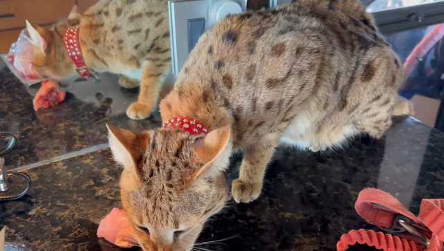 Missing cat hybrid safely returned home in Hoover - Vimarsana News