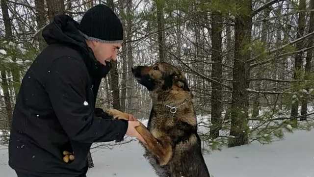 Michigan police dog rescues Pennsylvania man in woods - Vimarsana News