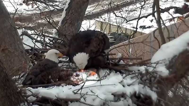 First egg of 2017 spotted in Hays bald eagles' nest in Pittsburgh