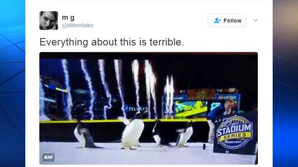 Real penguins were used in the pregame show for a Pittsburgh Penguins game at Heinz Field.