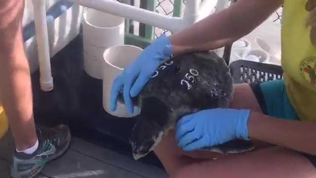 Sea turtles rescued off Cape Cod moved to Florida Keys