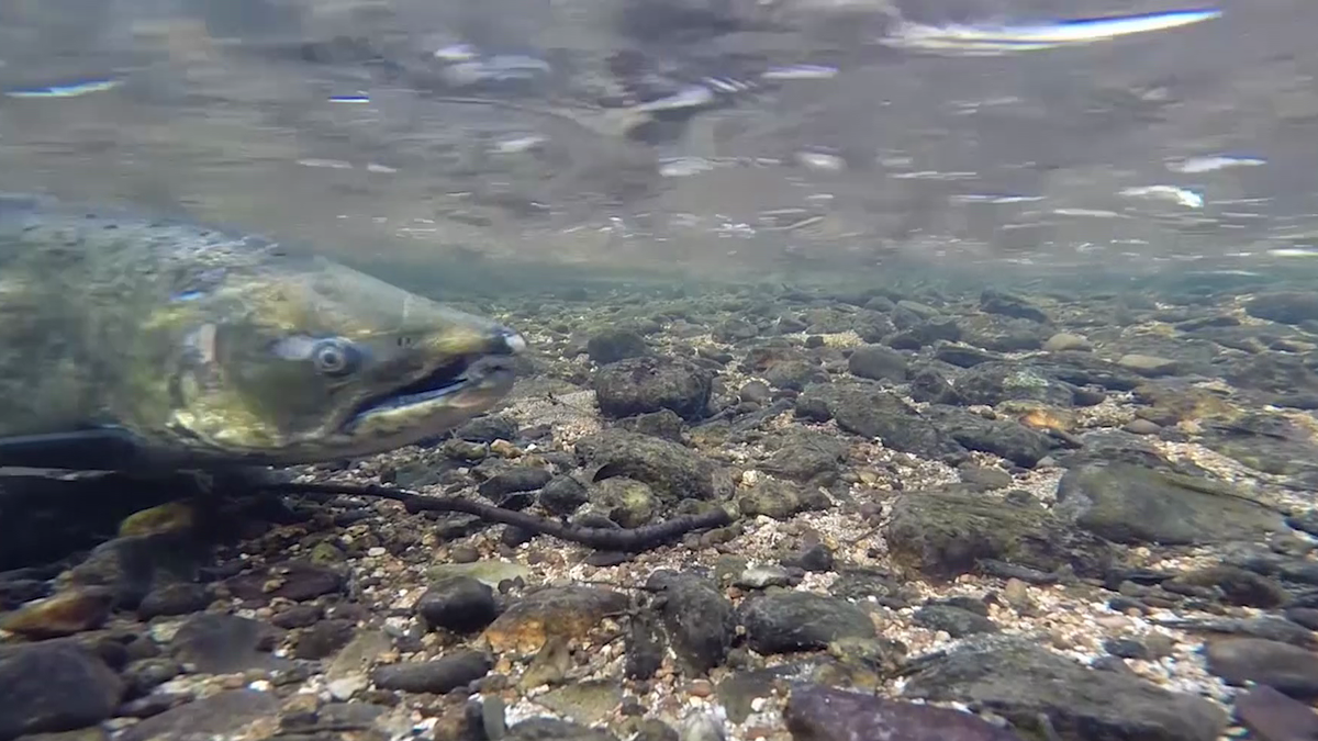 Placer County volunteers counting salmon to keep fish thriving in local ...