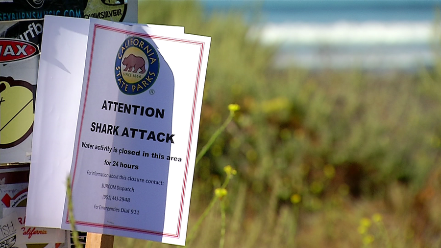 California swimmer badly injured in shark attack, News