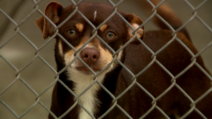 Sacramento bans commercial sale of animals from pet stores