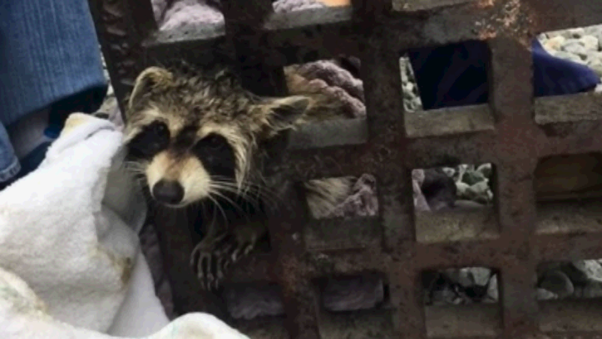 Raccoon stuck in sewer grate freed by animal clinic