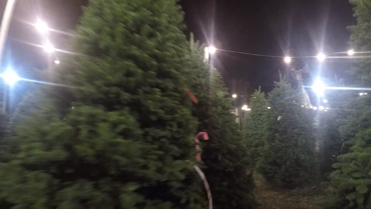 Why Christmas trees are more expensive this year