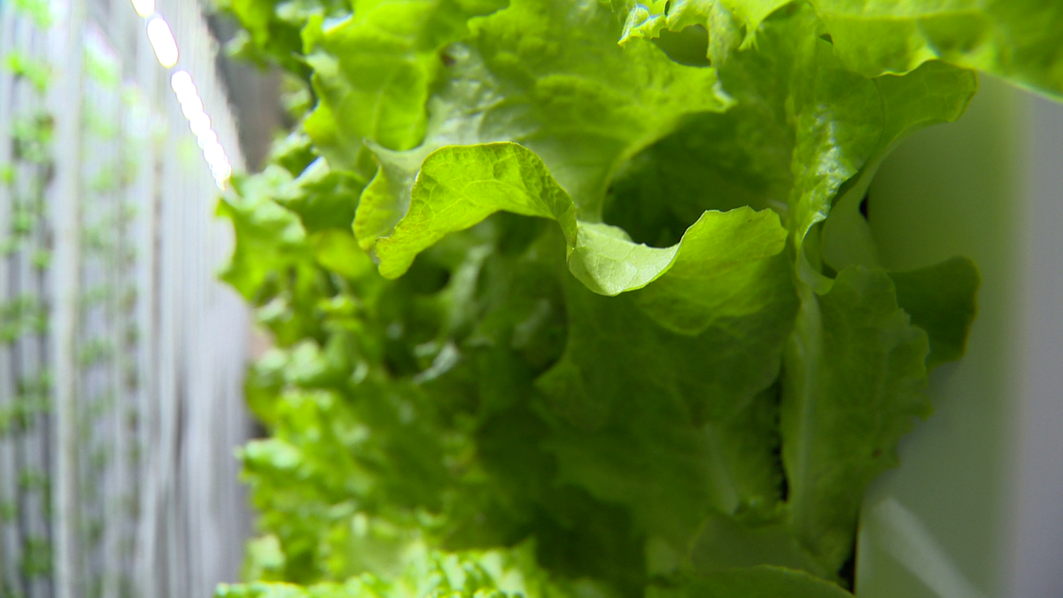 ‘Leafy Green Machine’ at high school in Washington County helps feed