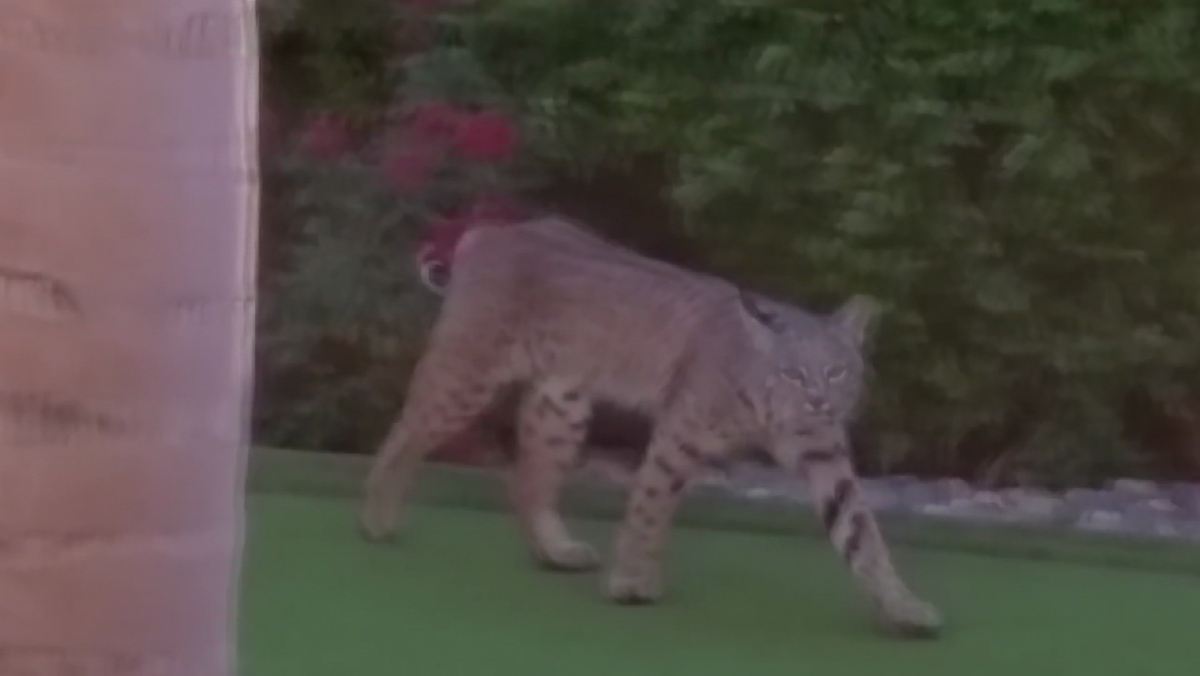 Video: Bobcat stops by California home for a drink