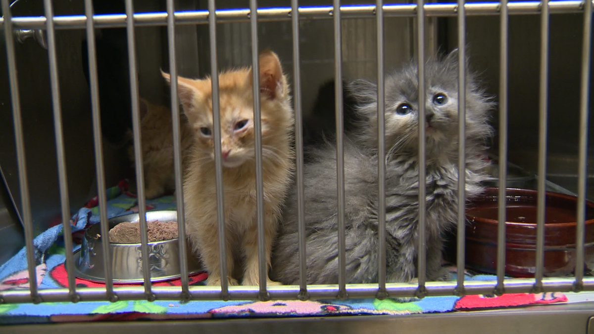 'We need help' Sacramento County animal shelter is overcrowded