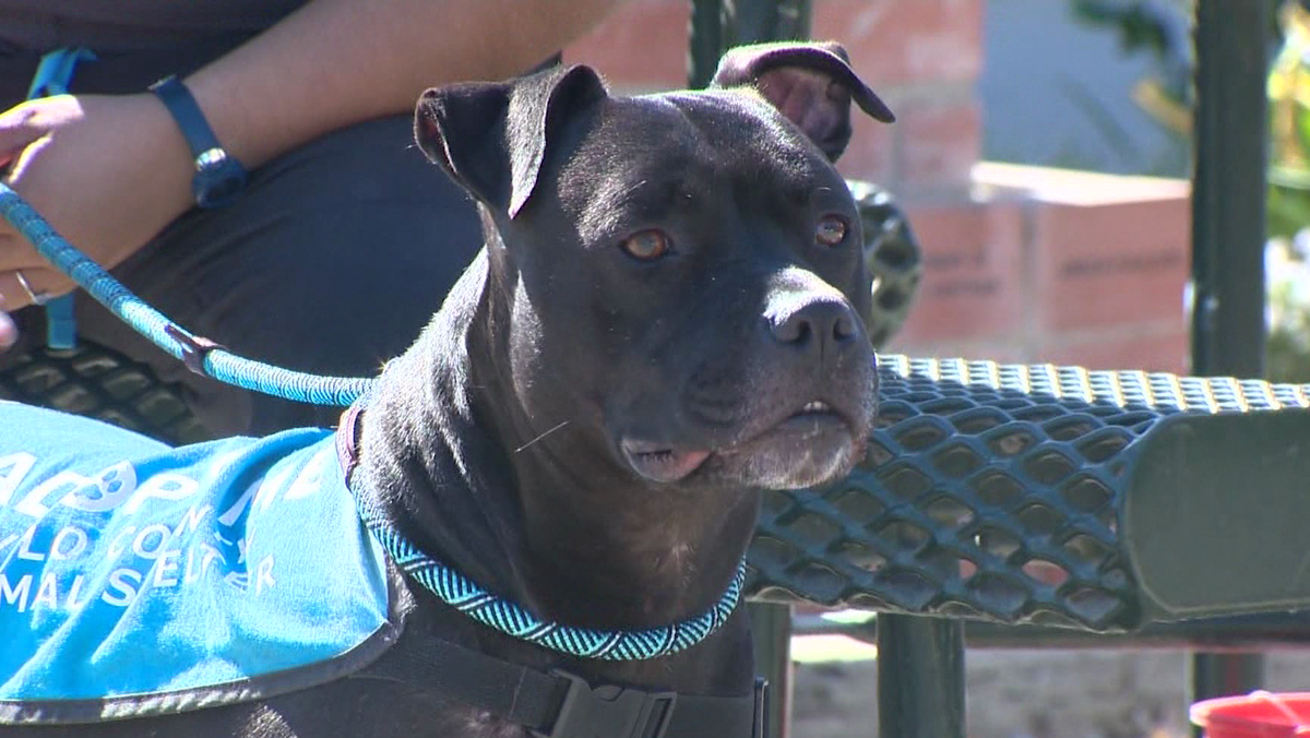 Dog finds forever home after Yolo County shelter’s drastic measure