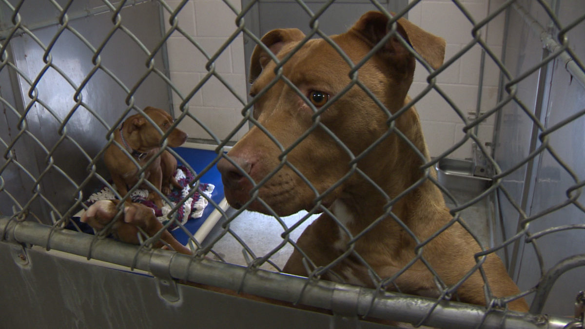 Dentist covers costs of pet adoptions through Thanksgiving