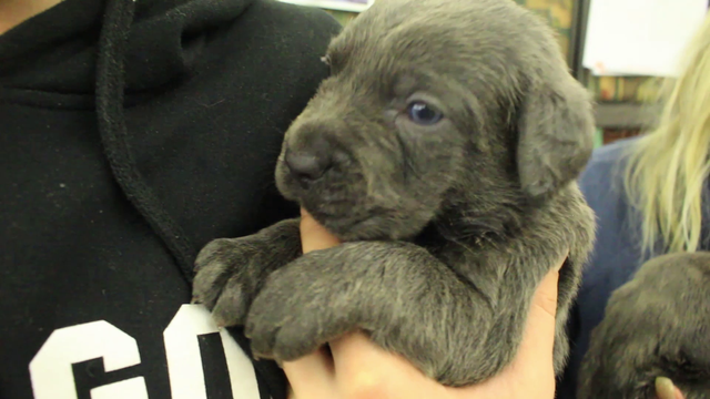 Puppies Abandoned In Miller Park Front Street Animal