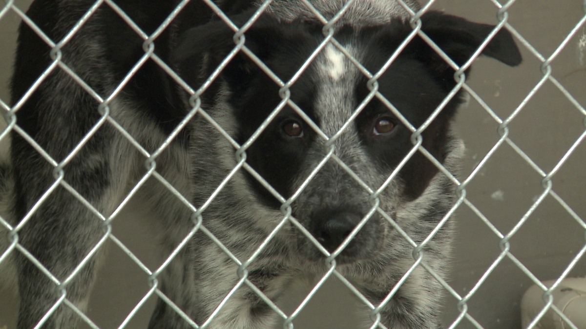 Dogs rescued from meat farm now quarantined in shelters